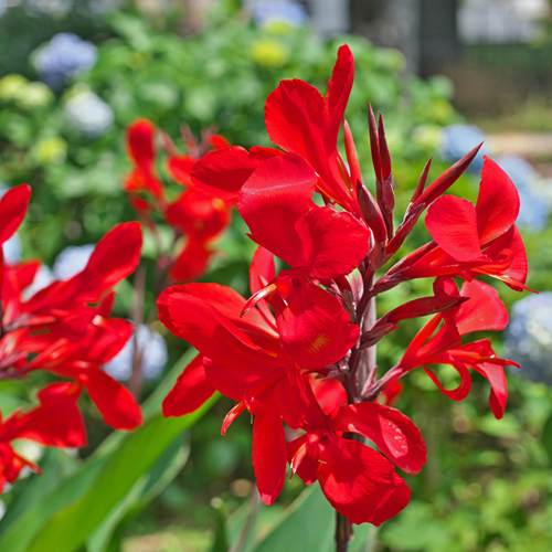 Canna Rossa