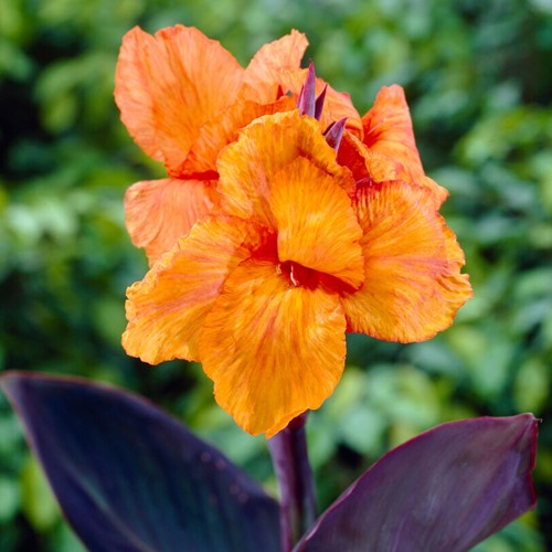 Canna Wyoming Arancione