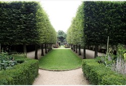 Haagbeuk - Carpinus Betulus 100x