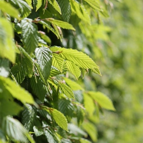 Carpino bianco - Carpinus betulus