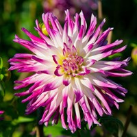 Dalie cactus