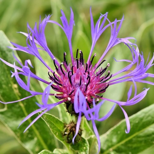 Centaurea montana - Fiordaliso montano