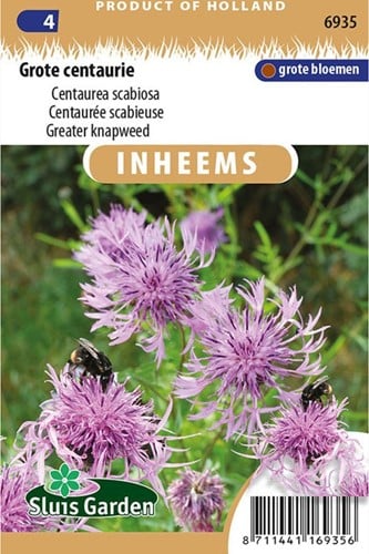 Fiordaliso vedovino - Centaurea scabiosa