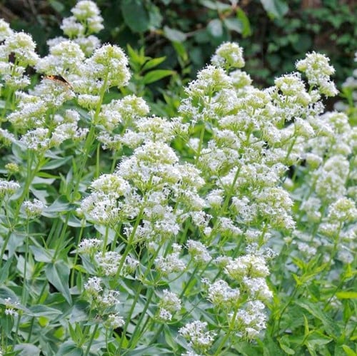 Centranthus ruber Albus – Valeriana rubra