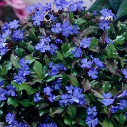 Ceratostigma plumbaginoides - Piombaggine