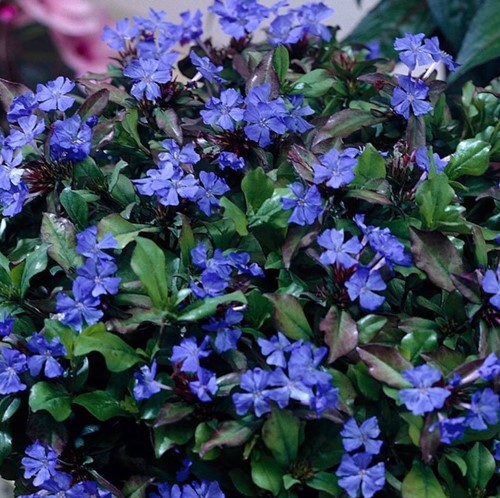 Ceratostigma plumbaginoides