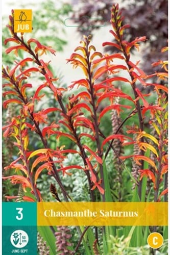 Chasmanthe floribunda Saturnus - Giglio cobra
