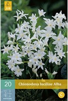 Chionodoxa luciliae Alba-2
