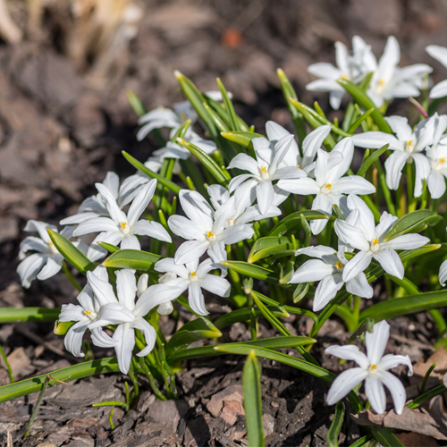 Chionodoxa luciliae Alba