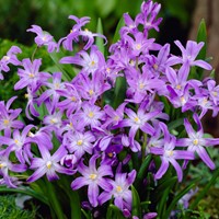 Chionodoxa luciliae