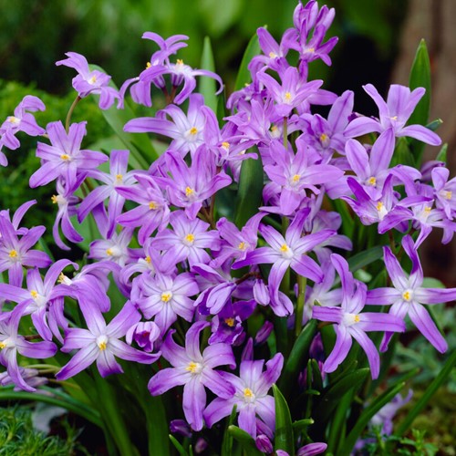 Chionodoxa luciliae
