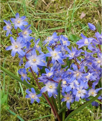 Chionodoxa luciliae (Confezione XL)