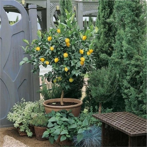 Albero di limone - Citrus limon