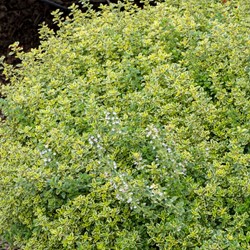 Timo Limone - Thymus citriodorus Aureus