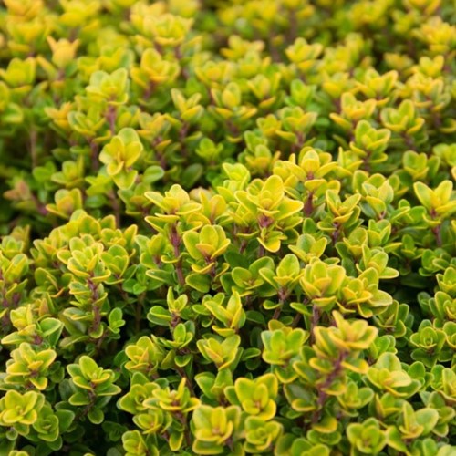 Timo Limone - Thymus citriodorus Aureus