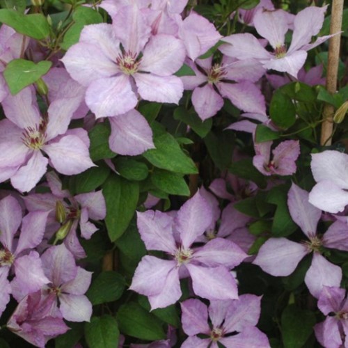 Clematide Margaret Hunt - Clematis