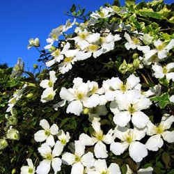 Clematide Grandiflora - Clematis Montana