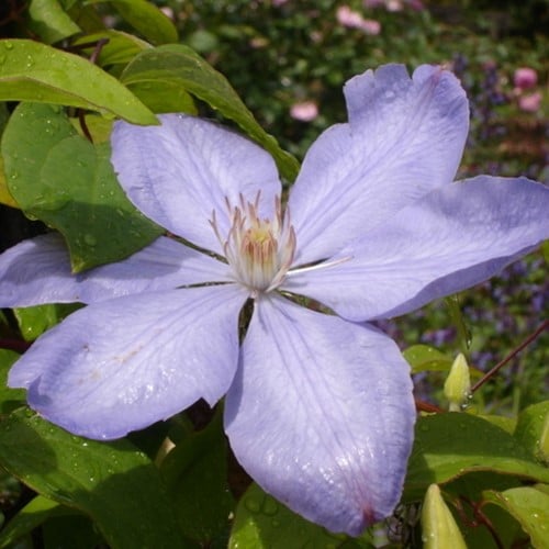 Clematide 'Mrs. Cholmondeley' (Clematis)