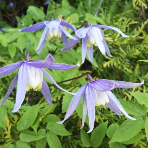 Clematide Alpina (Clematis Alpina)