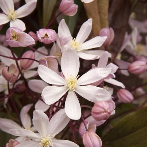 Clematide 'Apple Blossom' (Clematis Armandii)