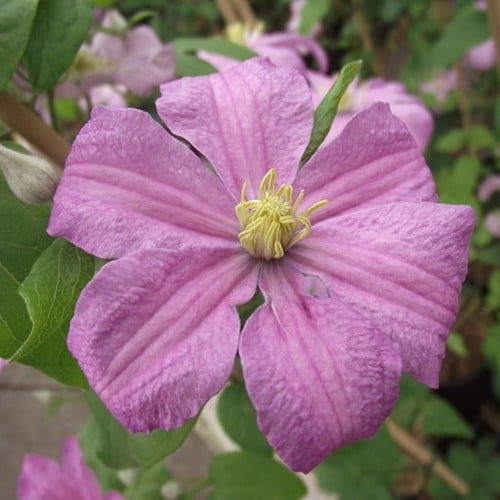 Clematide Comtesse de Bouchaud - Clematis