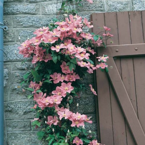 Clematide Comtesse de Bouchad - Clematis