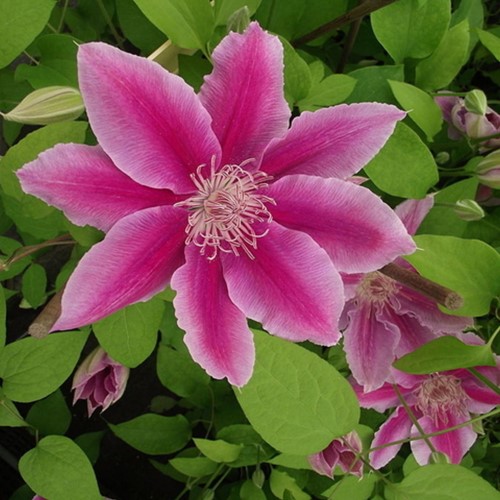 Clematide Dr. Ruppel - Clematis