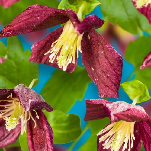 Clematide ‘Landsdowne Gem’ (Clematis Cirrhosa)