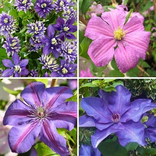 Clematide Rampicante Mix Viola & Rosa - Clematis Mix (Confezione da Quattro) 