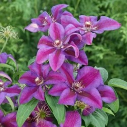 Clematide 'Mrs. N. Thompson' (Clematis)