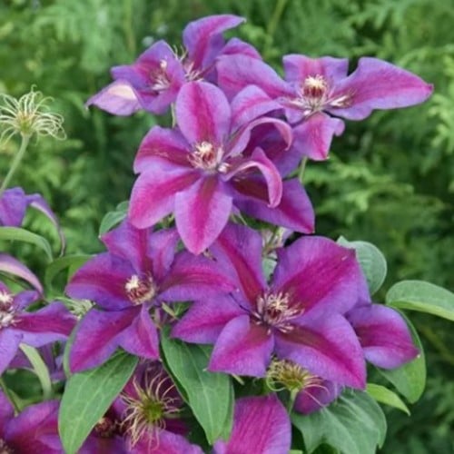Clematide 'Mrs. N. Thompson' (Clematis)
