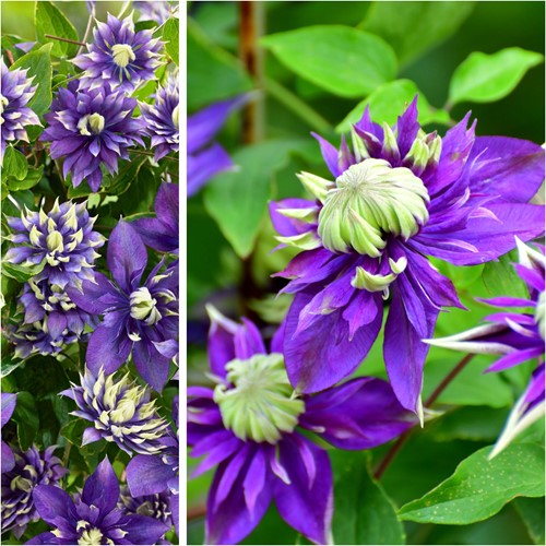 Clematide Taiga – Clematis florida