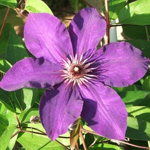 Clematide 'Warszawska Nike' (Clematis)