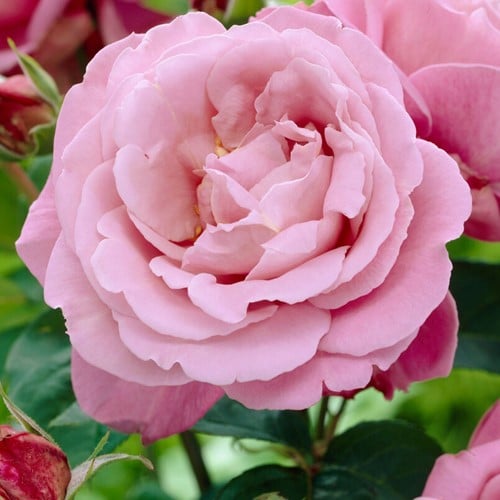 Rosa Rampicante Waltz Time - Rosaio