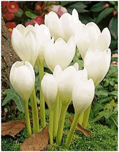 Colchico Album - Colchicum autumnale