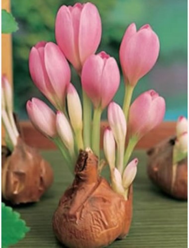 Colchico The Giant - Colchicum autumnale