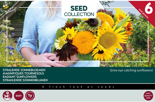 Collectie 6 Stralende zonnebloemen – Buzzy Collection