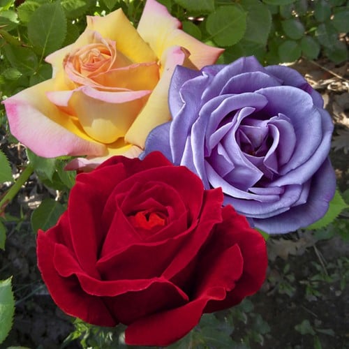Assortimento di Rose Profumate - Rosa