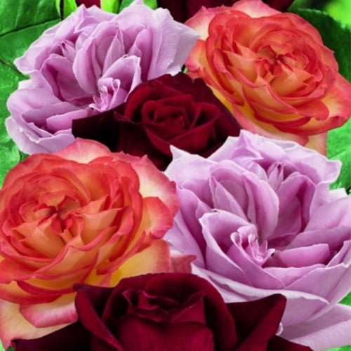 Selezione di Rose Fragranti – Rosa