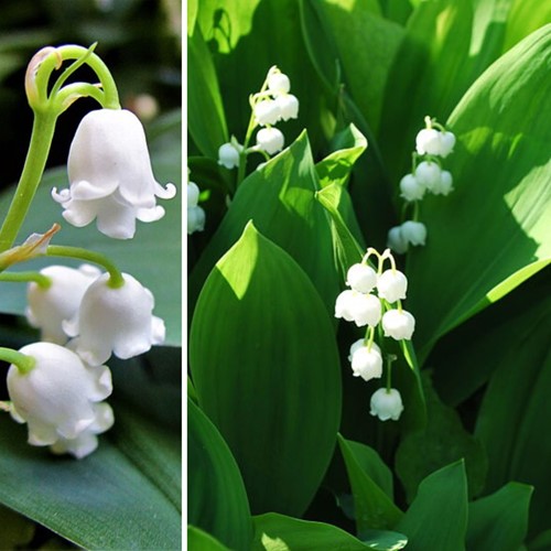 Convallaria Bianca - Mughetto, Giglio delle convalli (Convallaria Majalis)