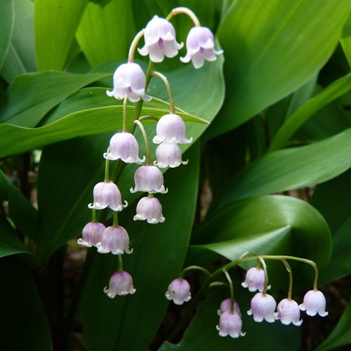 Giglio delle Convalli Pink - Convallaria Majalis