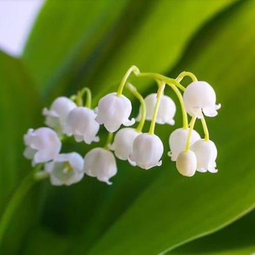 Convallaria Majalis - Mughetto, Giglio delle convalli