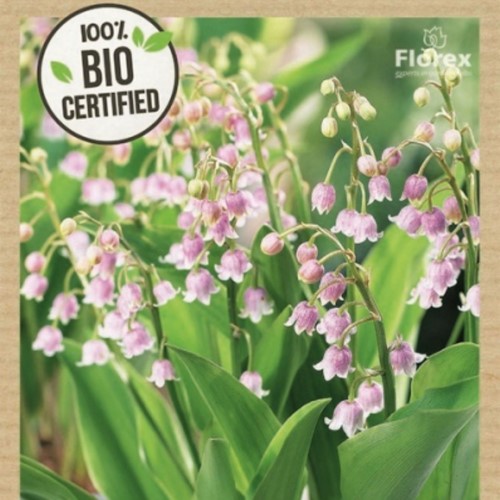 Convallaria majalis rosea BIO - Giglio delle Convalli