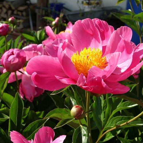 Peonia Coral Sunset - Paeonia