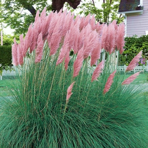 Erba della Pampas Pink Feather - Cortaderia Selloana a pennacchi rosa