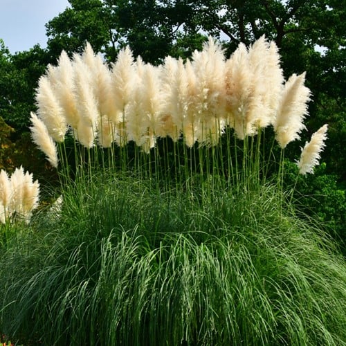 Cortaderia Selloana ‘White Feather’ - Erba della Pampas (Confezione da sei)