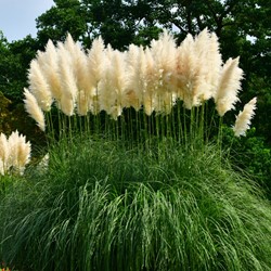 Cortaderia Selloana White Feather - Erba della Pampas