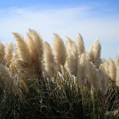 Erba della Pampas Bianca – Cortaderia selloana