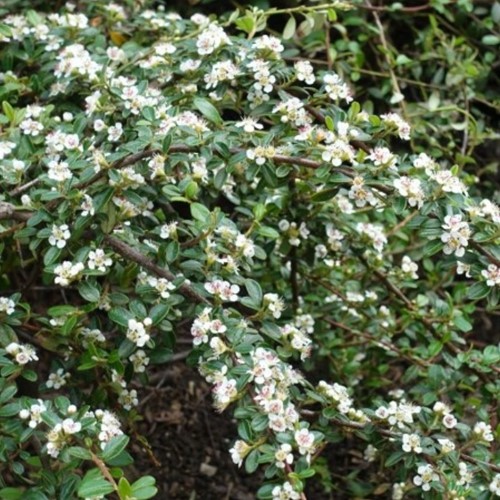 Cotonastro Dammeri - Cotoneaster dammeri