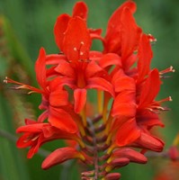 Montbretia - Crocosmia (pianta da contenitore)